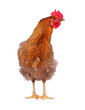 One live hen isolated on white background