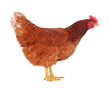Hen isolated on white.