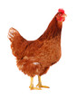 Foto: Hen isolated on white. Hen isolated on white.