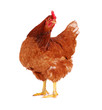 Foto: Hen isolated on white. Hen isolated on white.