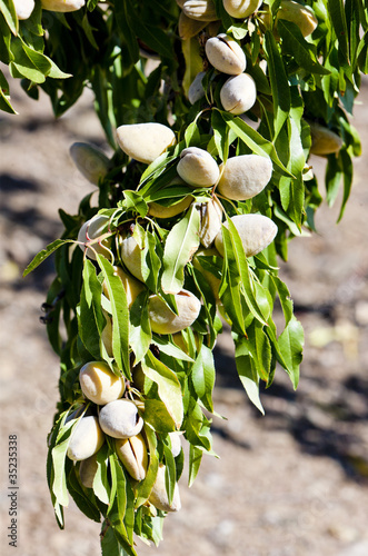 Photo: almond tree, Portugal almond tree, Portugal