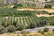Aerial view of olive groves in Phaistos, Crete