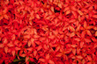 red flower