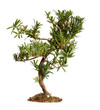 Bonsai - freshly bought, in need of training