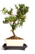 Bonsai - freshly bought, in need of training