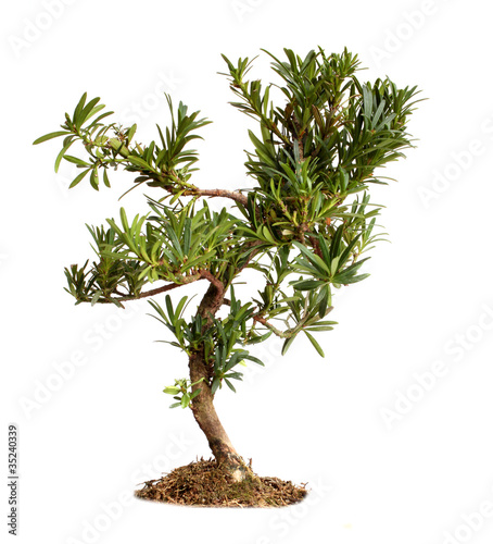 Photo: Bonsai - freshly bought, in need of training Bonsai - freshly bought, in need of training