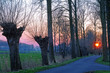 Pollard willows in polder landscape at sunset Pollard willows in polder landscape at sunset