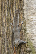Squirrel climbing down a tree Squirrel climbing down a tree
