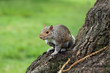 Squirrel sitting on the tree 2 Squirrel sitting on the tree 2