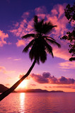 Paradise Scene Palm