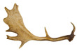 Geweih