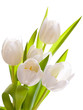 Tulpen