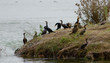 the cormorants on an island