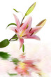 ユリの花