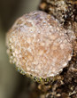 Exotic wet mushroom