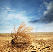 Desert