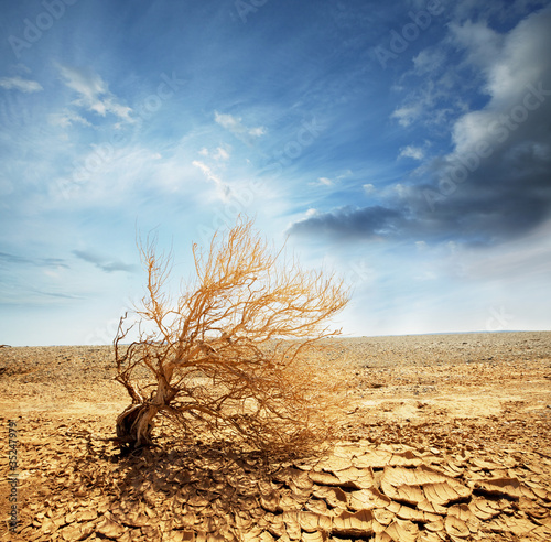 Photo: Desert Desert