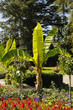 Bananenpflanze auf der Insel Mainau, Bodensee, Deutschland