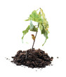 green shoots withered, death of growth, dead plant