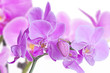 orchids