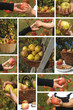 récolte de poires,de pommes et de coings récolte de poires,de pommes et de coings