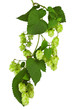 Green twig with mature cones of hop