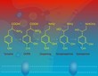Biosynthesis of epinephrine