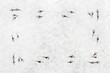 Snow Background With Bird Footprints Snow Background With Bird Footprints