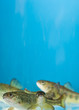 salmon swimming in aquarium salmon swimming in aquarium