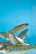salmon swimming in aquarium
