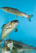 salmon swimming in aquarium