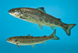 salmon swimming in aquarium