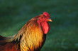 brahma