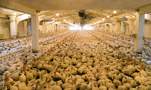 Photo: Integrated poultry farm Integrated poultry farm
