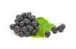 chokeberry on a white background