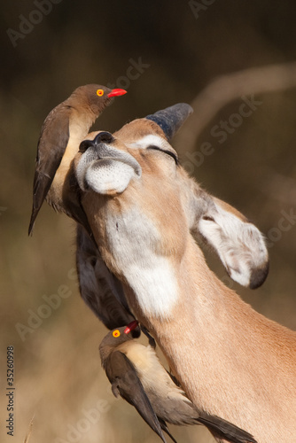 Photo: A young impala ram A young impala ram