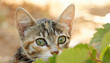 Little Kitten Playing Hide and Seek Little Kitten Playing Hide and Seek