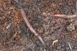 Rainworms in wood, macro photo Rainworms in wood, macro photo