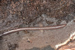 Rainworms in wood, macro photo Rainworms in wood, macro photo