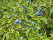 Schlehen - Prunus spinosa