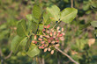 Sicilian Pistachio, Italy Sicilian Pistachio, Italy