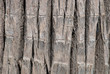 Close Up Of Palm Tree Bark Background