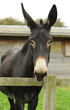 Donkey
