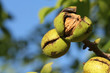 Walnüsse am Baum