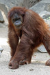 1109102 - Borneo-Orang-Utan