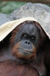 1109103 - Orang-Nickerchen