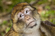 Face of Barbary Macaque Face of Barbary Macaque