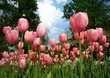 Tulipes