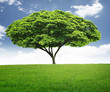 green field with an tree