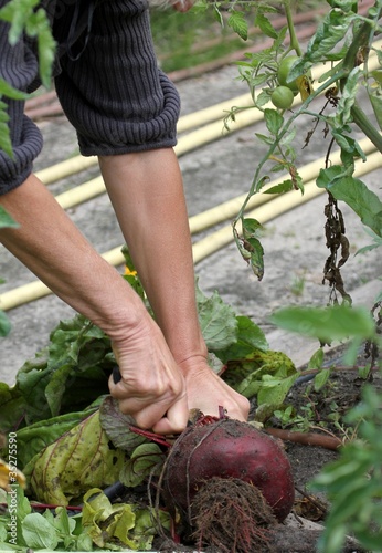 Photo: récolte des betteraves au jardin potager récolte des betteraves au jardin potager